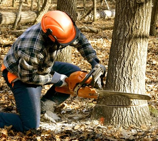 Tree Removal in Buffalo Gap, SD